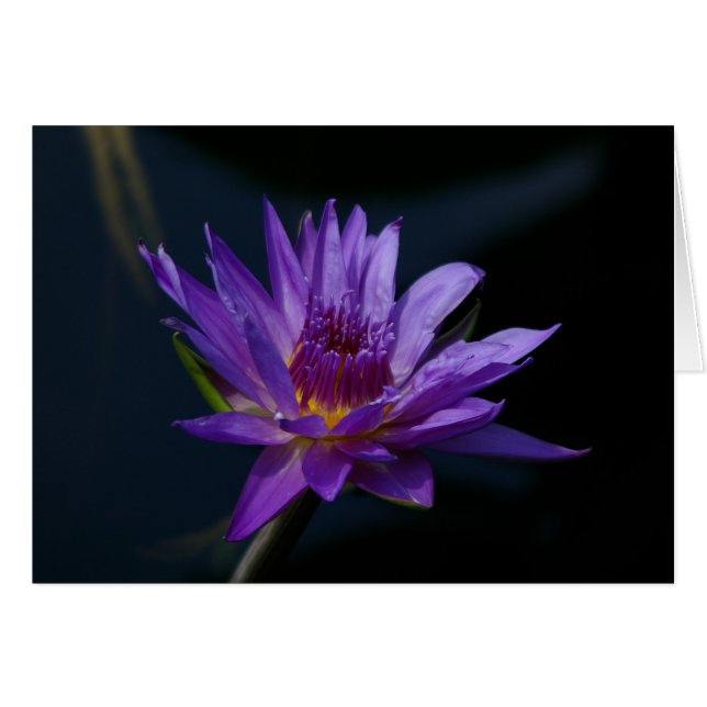 Morple Waterlily (Anverso (Horizontal))