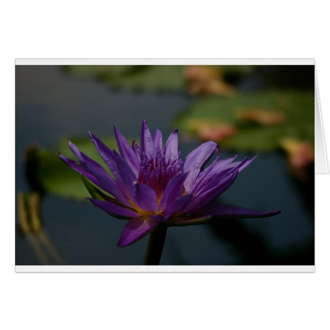 Morple Waterlily (Anverso (Horizontal))