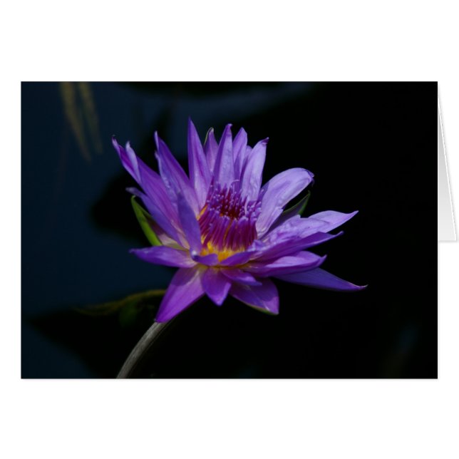 Morple Waterlily Lotus (Anverso (Horizontal))