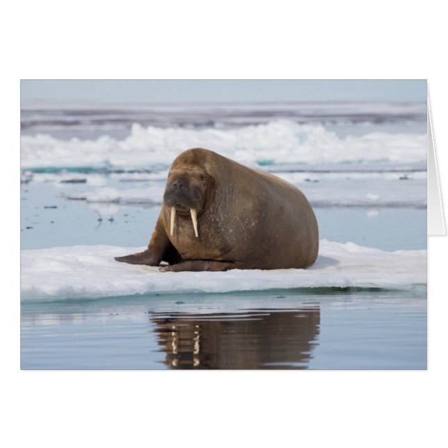 Morsa descansando sobre hielo, Noruega (Anverso (Horizontal))