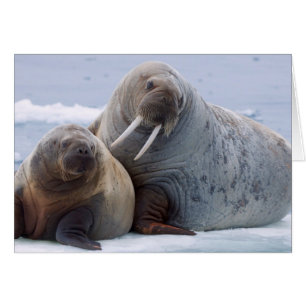 Morsa vaca y cría descansan en un témpano de hielo