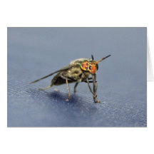 Mosca colorida