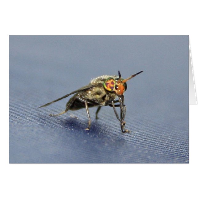 Mosca colorida (Anverso (Horizontal))