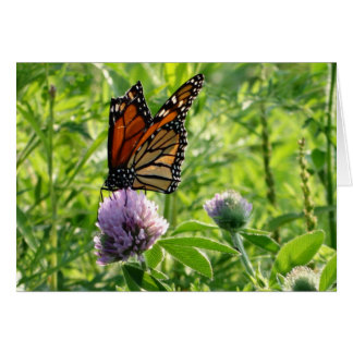 Mosca con un ala quebrada, mariposa de Monach