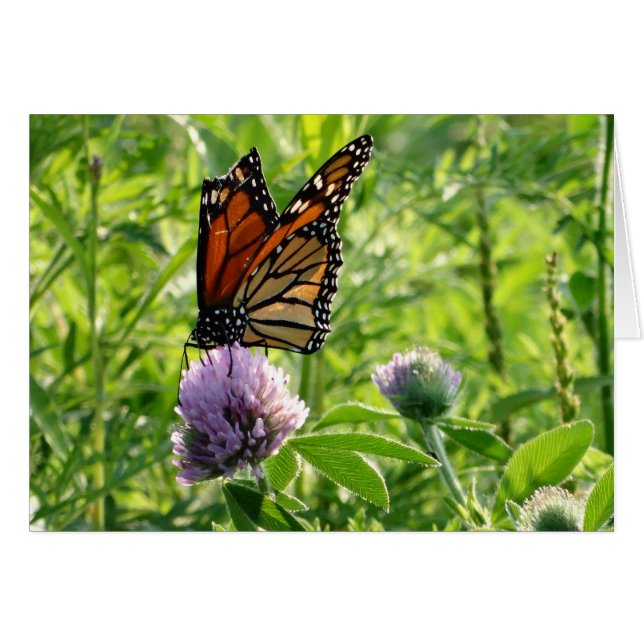 Mosca con un ala quebrada, mariposa de Monach (Anverso (Horizontal))