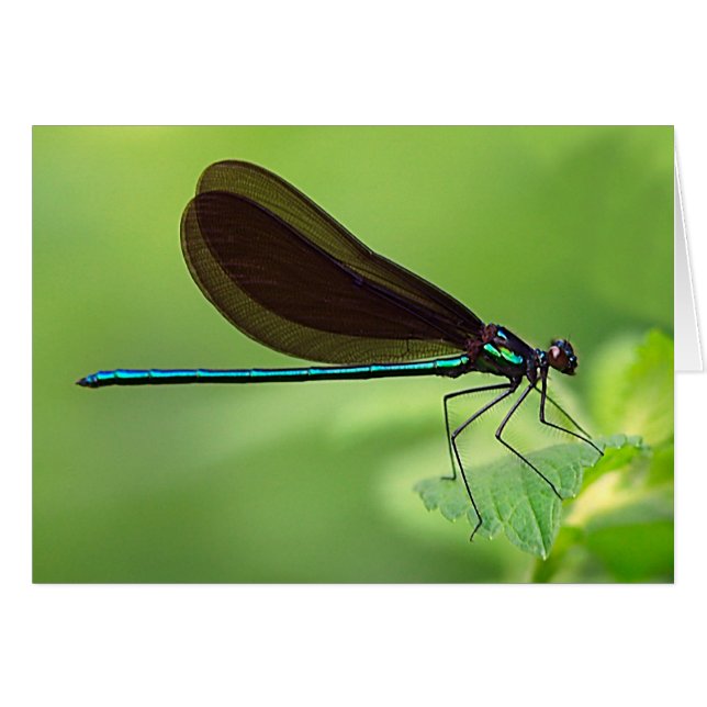 Mosca de la damisela (Anverso (Horizontal))