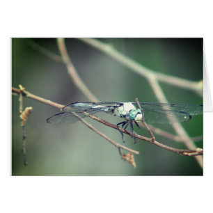 Mosca experimental del dragón del helicóptero
