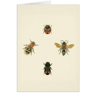 Moscas y escarabajos por Vision Studio