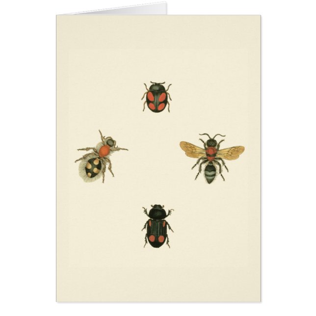 Moscas y escarabajos por Vision Studio (Frente)