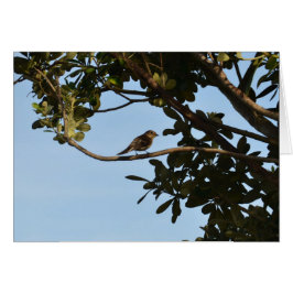Mosquitero común