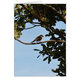 Mosquitero común