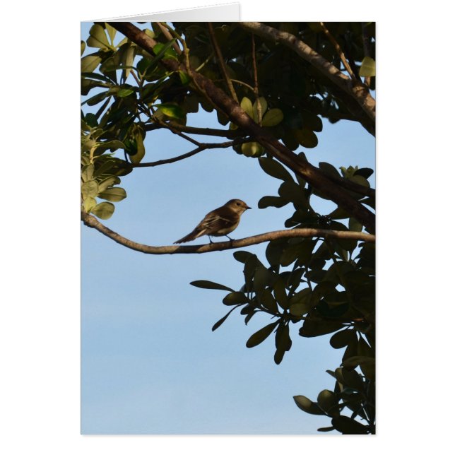 Mosquitero común (Frente)
