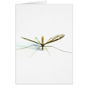 mosquito