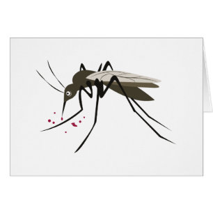 Mosquito