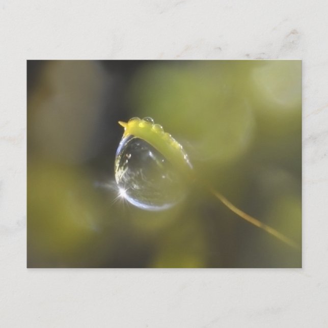 Moss con postal dewdrop (Anverso)