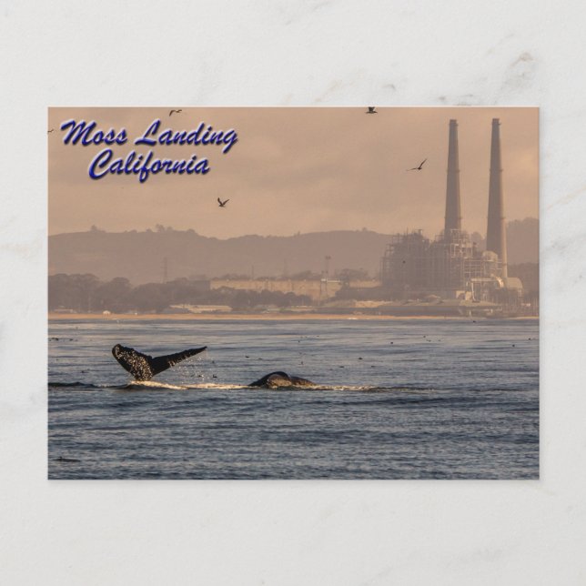 Moss Landing, postal de California (Anverso)