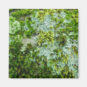 Moss & Lichen en el imán rock