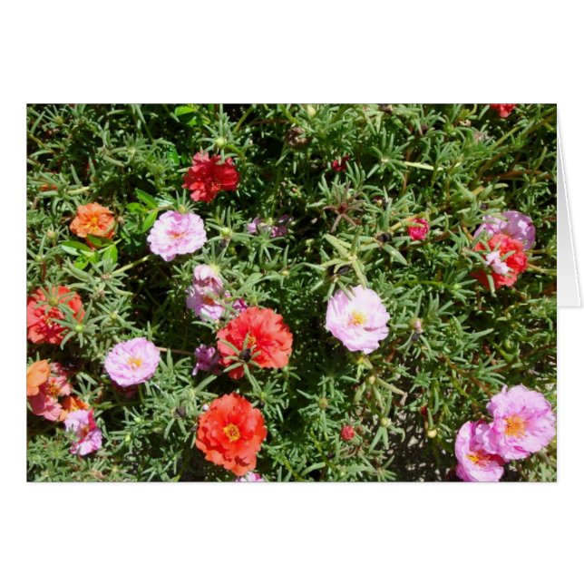 Moss Rosa (Anverso (Horizontal))