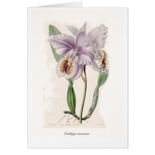 Mossiae de Cattleya (Frente)