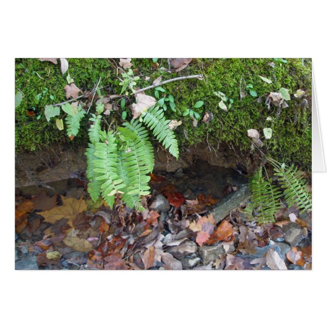 Mossy Creek Bank (Anverso (Horizontal))