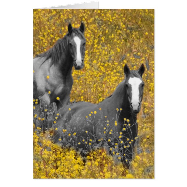 Mostaza y caballos (Frente)
