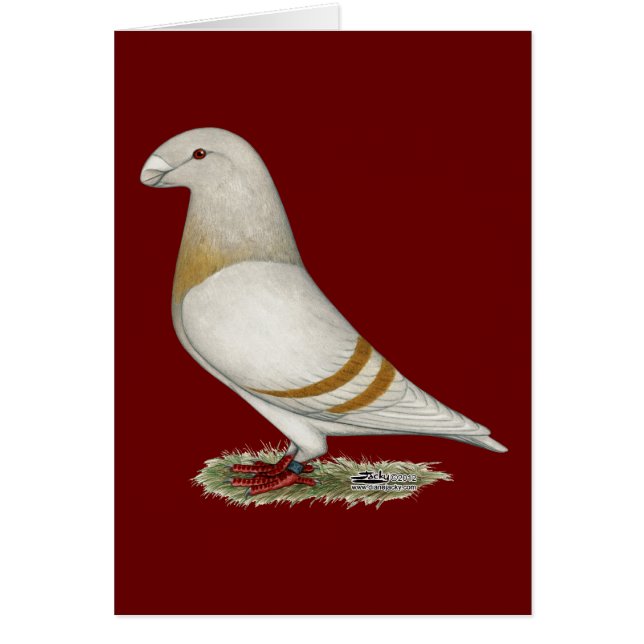 Mostrar barra de color amarillo Racer (Frente)