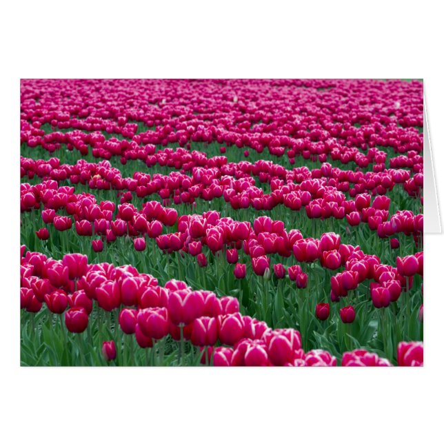 Mostrar el jardín de las bombillas tulipales con f (Anverso (Horizontal))