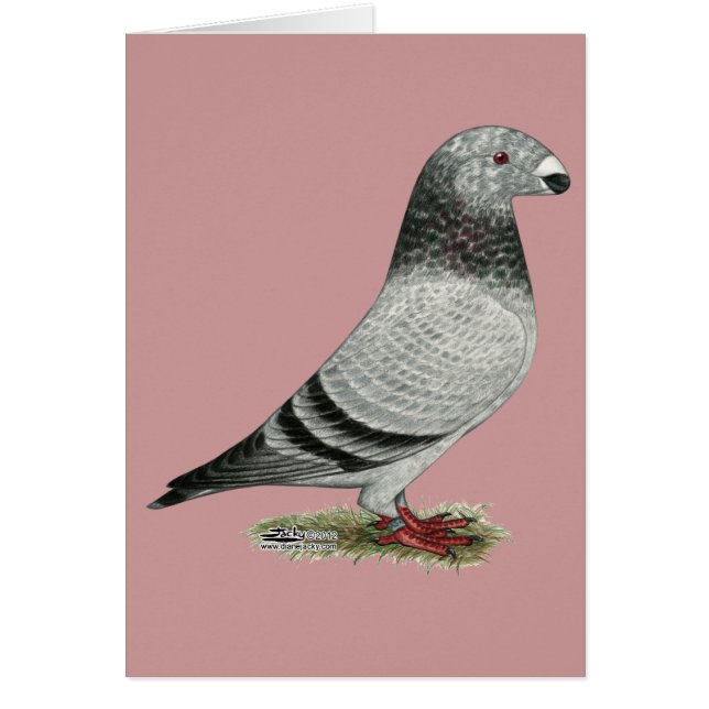 Mostrar grizzle de Racer (Frente)