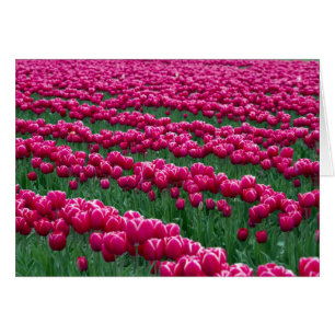 Mostrar jardín de bulbos de tulipanes de floración