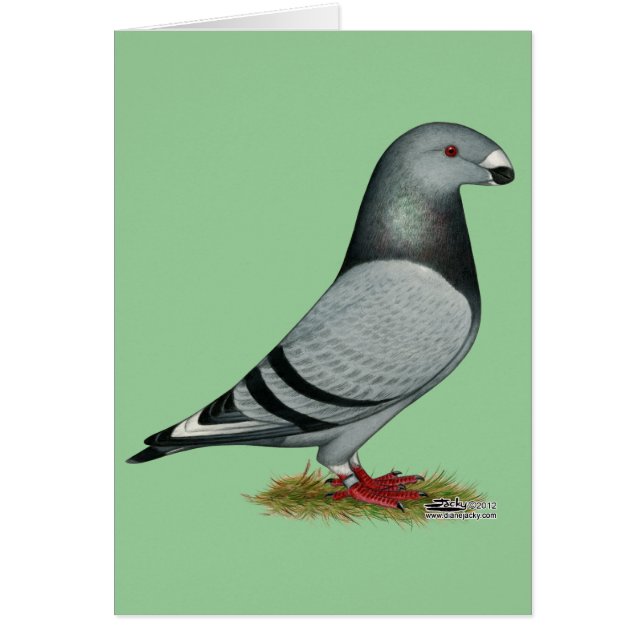 Mostrar marca errónea de Racer (Frente)