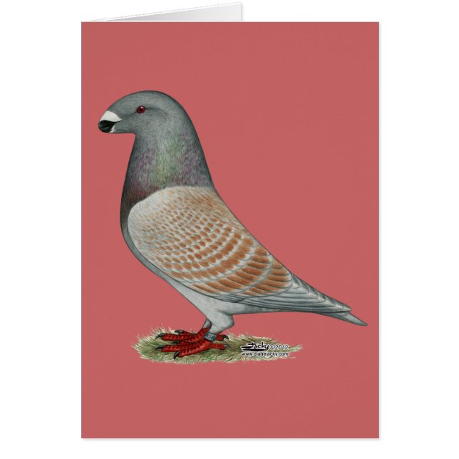 Mostrar Opal Recesivo Racer (Frente)