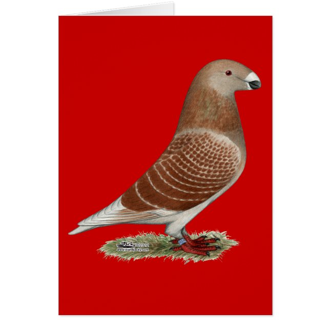 Mostrar verificación roja de Racer (Frente)