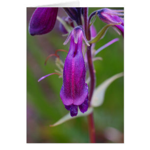Mota del Tongue.Crested de la barba