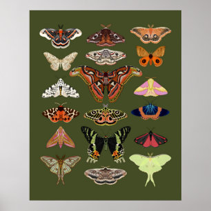 Moth ilustró insectos arte poster
