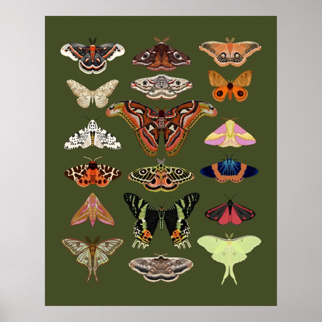 Moth ilustró insectos arte poster (Frente)