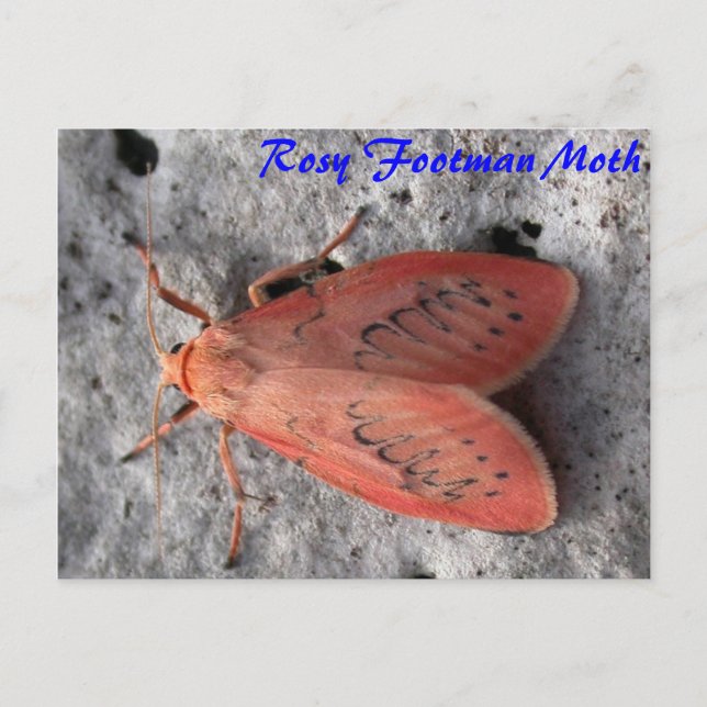 Moth Magic: postal de Rosy Footman Moth (Anverso)