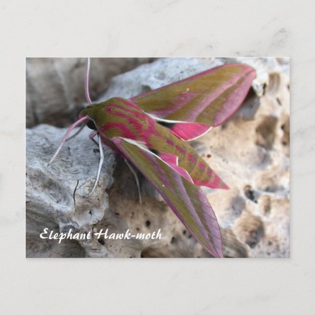 Moth Magic: Postal Elephant Hawk-moth (Anverso)