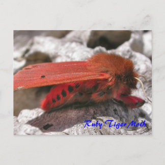 Moth Magic: Postal Ruby Tiger Moth