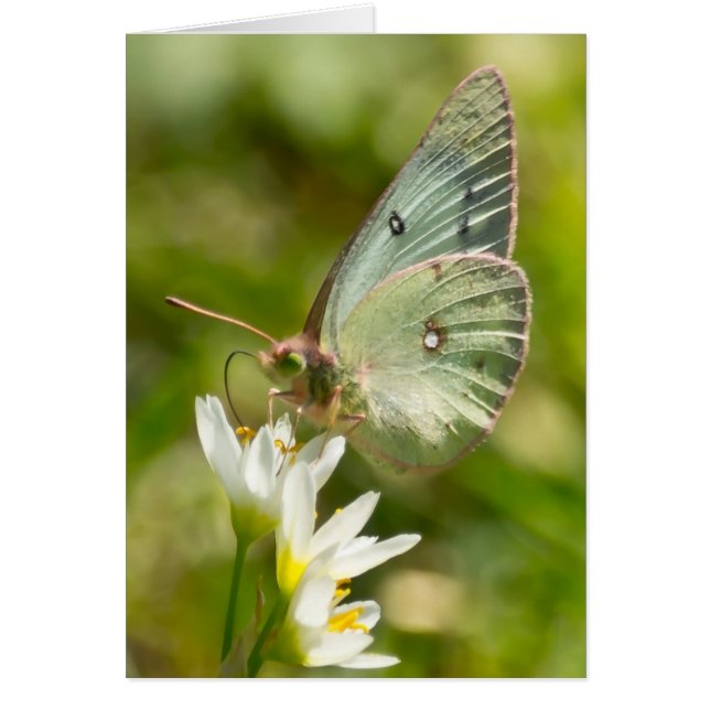 Moth verde sobre ropa y regalos falsos de ajo (Frente)
