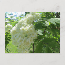 Mountain Ash blossoms postal