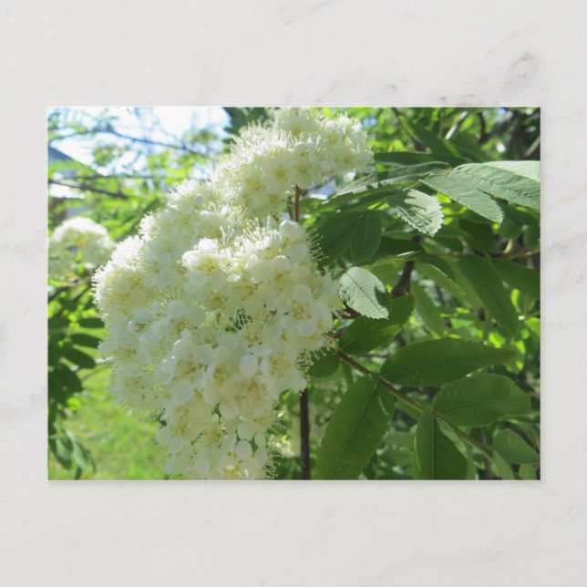 Mountain Ash blossoms postal (Anverso)