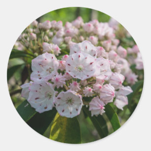 Mountain Laurel Wildflower Pegatina