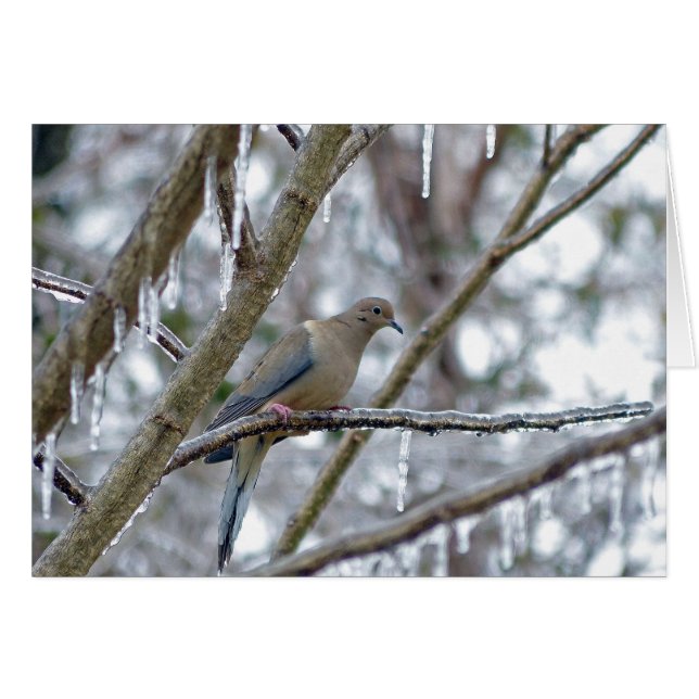 Mourning Dove (Anverso (Horizontal))