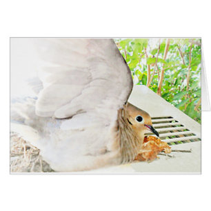 Mourning Dove-Any Occasions_