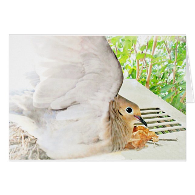 Mourning Dove-Any Occasions_ (Anverso (Horizontal))