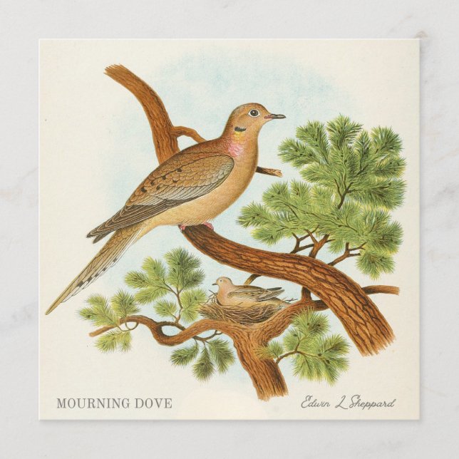 Mourning Dove by Edwin L. Sheppard (Anverso)