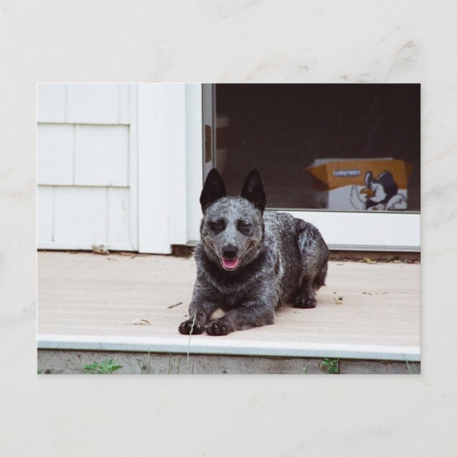 Mouse con la tarjeta postal Blue Heeler (Anverso)