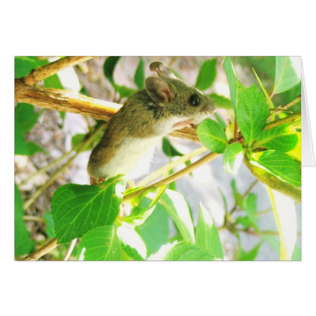 Mouse Notecard (Anverso (Horizontal))