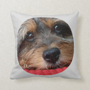 Moxi limpio como almohada de Shorkie del silbido