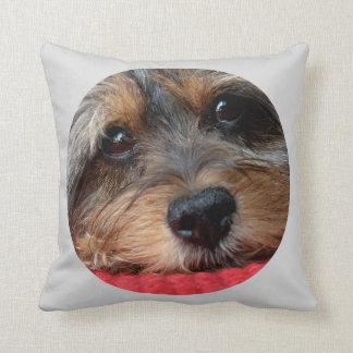 Moxi limpio como almohada de Shorkie del silbido